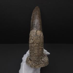 ティラノサウルス 歯 化石 レプリカ 164....の詳細画像3
