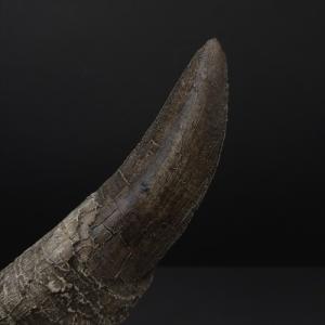 ティラノサウルス 歯 化石 レプリカ 164....の詳細画像5