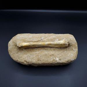 希少 恐竜 卵 化石 本物 フランス産 200mm プレゼント ギフト eb1