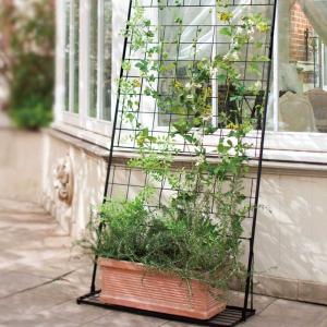 ウォールフラワー50 dinos_1167505874