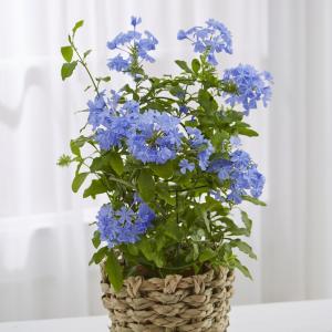 鉢花のランキングtop100 人気売れ筋ランキング Yahoo ショッピング