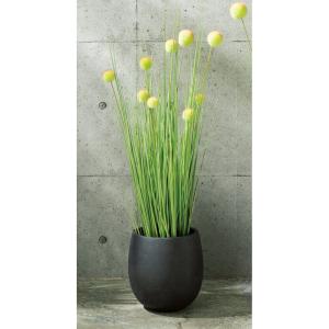 花 フラワー ガーデニング フラワー ディノス Paypayモール店 通販 Paypayモール