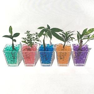 ゼリーボール観葉植物 種 種子 の商品一覧 花 ガーデニング 通販 Yahoo ショッピング