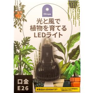 おしゃれ 観葉植物：マランタ レウコネウラ ファッシネーター*8号 吊り