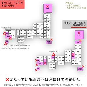【100%保証】胡蝶蘭 お祝い 大輪 白 お盆...の詳細画像5