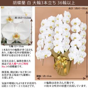 【100%保証】胡蝶蘭 お祝い 大輪 白 お盆...の詳細画像1