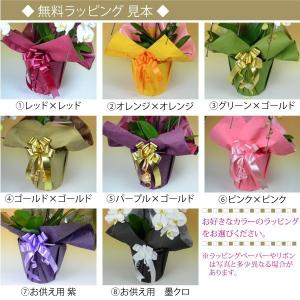 【100%保証】胡蝶蘭 お祝い 大輪 白 お盆...の詳細画像2