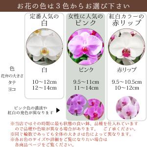 【100%保証】胡蝶蘭 お祝い 大輪 白 お盆...の詳細画像4