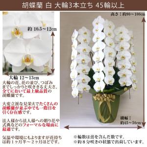 【100%保証】胡蝶蘭 お祝い 大輪 白 3本...の詳細画像1