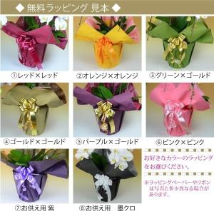 【100%保証】胡蝶蘭 お祝い 大輪 白 3本...の詳細画像2