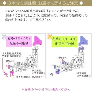 【100%保証】胡蝶蘭 お祝い 大輪 白 3本...の詳細画像5
