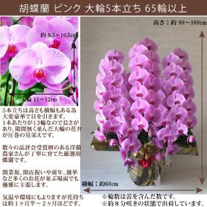 【100%保証】胡蝶蘭 お祝い 大輪 ピンク ...の詳細画像1