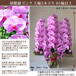 【100%保証】胡蝶蘭 お祝い 大輪 ピンク ...の詳細画像2
