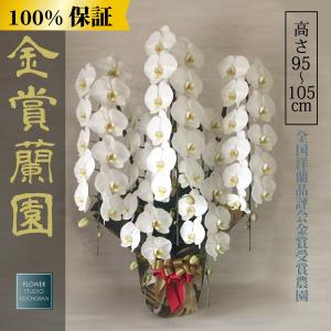 【100％保証】胡蝶蘭 お祝い 大輪 白 5本立ち65輪以上(つぼみ含む) 高さ約110cm 選挙 周年 開業祝い 開店祝い 就任祝い 豪華