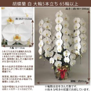 【100%保証】胡蝶蘭 お祝い 大輪 白 5本...の詳細画像1