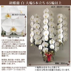 【100%保証】胡蝶蘭 お祝い 大輪 白 5本...の詳細画像2