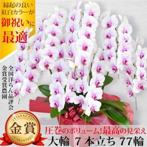 胡蝶蘭 7本立ち77輪以上 大輪 赤リップ 開業祝い 開店祝い 就任祝い ビジネス
