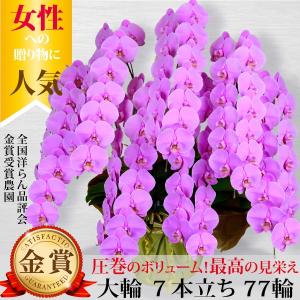 胡蝶蘭 7本立ち77輪以上 大輪 ピンク お祝い クラブ ラウンジ エステ サロン 開店祝い