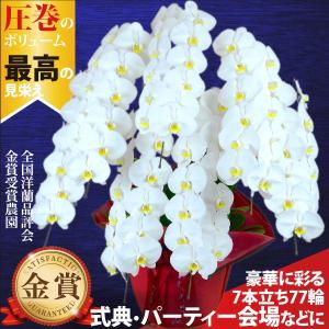 胡蝶蘭 7本立ち77輪以上 大輪 白 お祝い 式典 セレモニー パーティー 会場