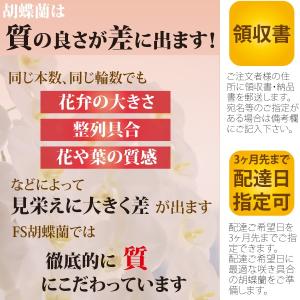胡蝶蘭 7本立ち77輪以上 大輪 白 お祝い ...の詳細画像1