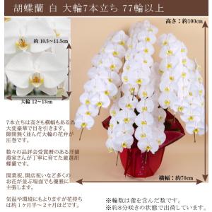 胡蝶蘭 7本立ち77輪以上 大輪 白 お祝い ...の詳細画像2