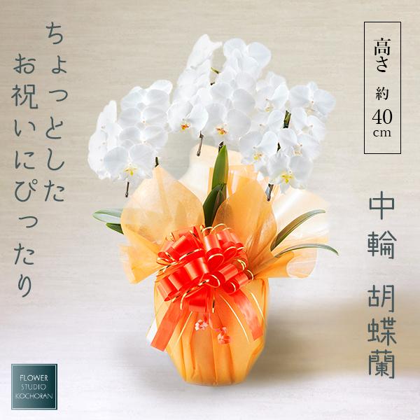 【100％保証】中輪胡蝶蘭(ミディ)3本立ち21輪以上 白 お祝い 誕生日 母の日 記念日 開業祝い...