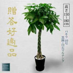 観葉植物 パキラ ねじねじ 8号 : 花の助 - 通販 - Yahoo!ショッピング