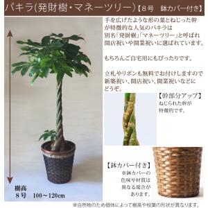 観葉植物 お祝い パキラ 発財樹 ギフト 8号...の詳細画像1