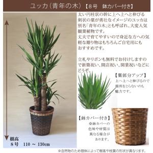 観葉植物 お祝い ユッカ ギフト 10号 鉢カ...の詳細画像1