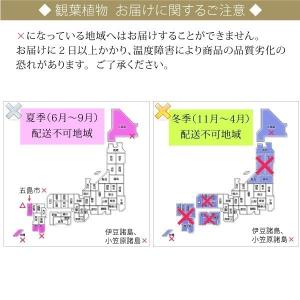 観葉植物 お祝い ユッカ ギフト 10号 鉢カ...の詳細画像3