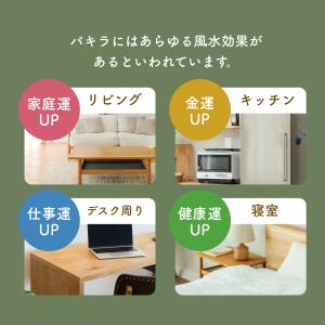 観葉植物 フェイクグリーン パキラ 40cm ...の詳細画像2
