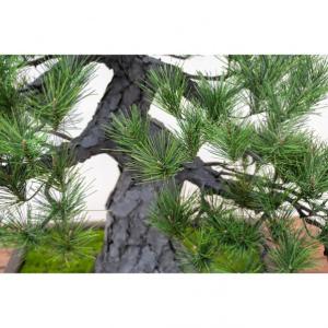 グリーンクロス 人工樹木/人工観葉植物 松盆栽...の詳細画像1