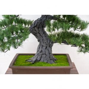グリーンクロス 人工樹木/人工観葉植物 松盆栽...の詳細画像2