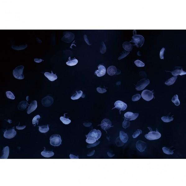 サンゲツ デジタルプリント壁紙 リザーブ（HIGH GRAFICA）風景写真 クラゲアクアリウム ラ...