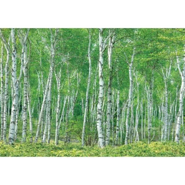 サンゲツ デジタルプリント壁紙 リザーブ（HIGH GRAFICA）風景写真 八千穂高原白樺林（おう...