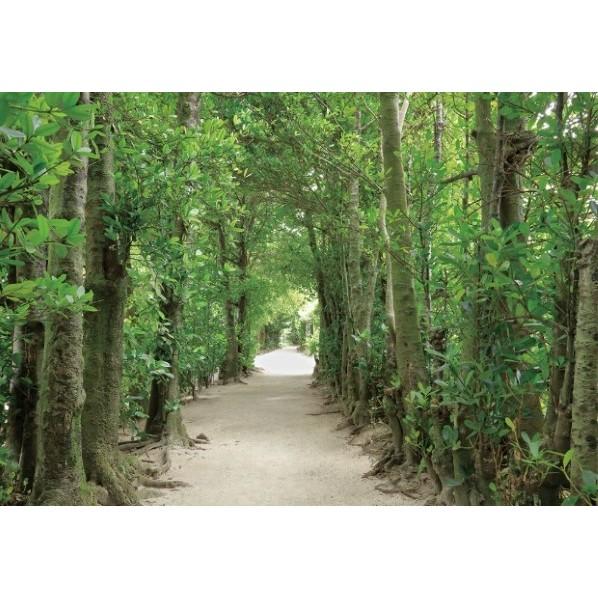 サンゲツ デジタルプリント壁紙 リザーブ（HIGH GRAFICA）風景写真 備瀬 フクギ並木 Sサ...