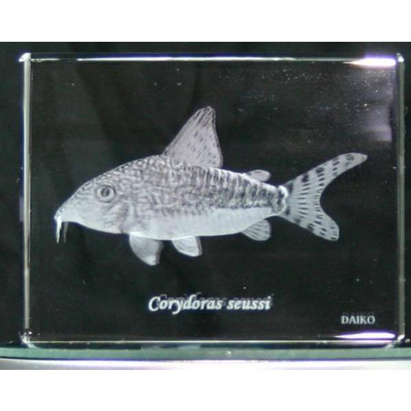 コリドラス・セウシー