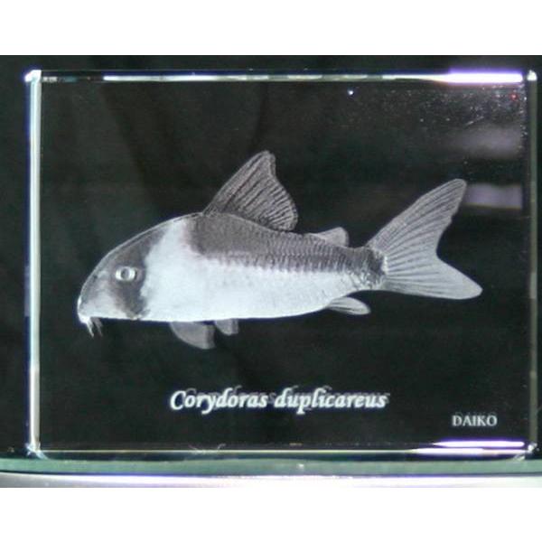 コリドラス・ドゥプリカレウス