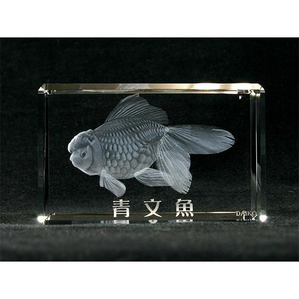 青文魚(セイブンギョ)