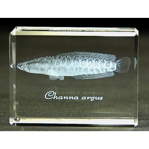 雷魚-魚3Dクリスタルアート