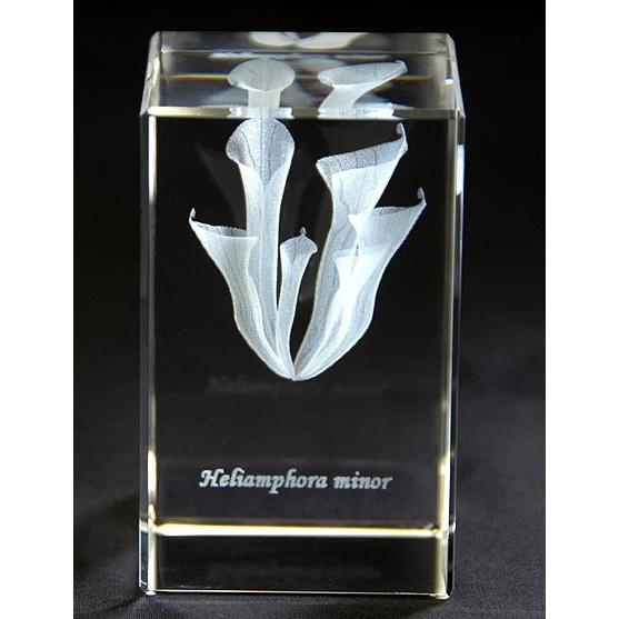 ヘリアンフォラ　ミノール-食虫植物3Dクリスタルアート