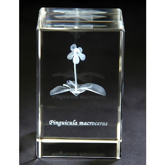 ビンギクラ　マクロセラス(ムシトリスミレ)