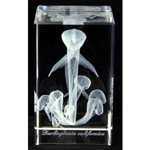 ダーリングトニア　カリフォルニカ-食虫植物3Dクリスタルアート