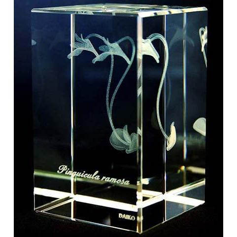 ピンギクラ　ラモサ(コウシンソウ)-食虫植物3Dクリスタルアート