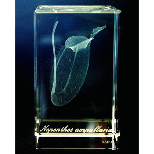 ネペンテス　アンプラリア-食虫植物3Dクリスタルアート