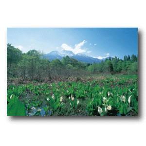 ポストカード 妙高山と水芭蕉 Fukei Mizubasyou 第一印刷所webショップ Niigata 通販 Yahoo ショッピング