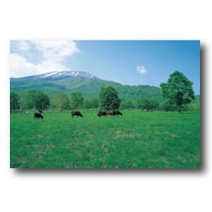 ポストカード 笹ヶ峰牧場 Fukei Sasagaminebokujyou 第一印刷所webショップ Niigata 通販 Yahoo ショッピング