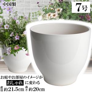 八角鉢 5寸 検/八角 プラ 鉢 アガベ鉢 台湾鉢 チタノタ titanota