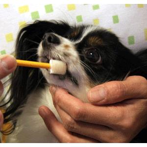 ビバテック 超小型犬用歯ブラシ シグワンの詳細画像1