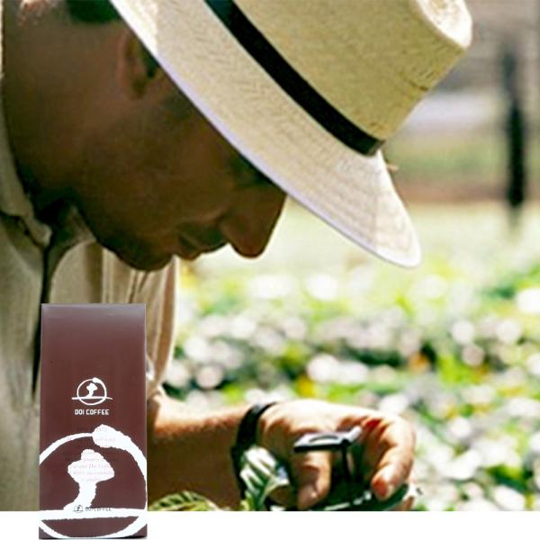 ブラジル　ダテーラ農園※